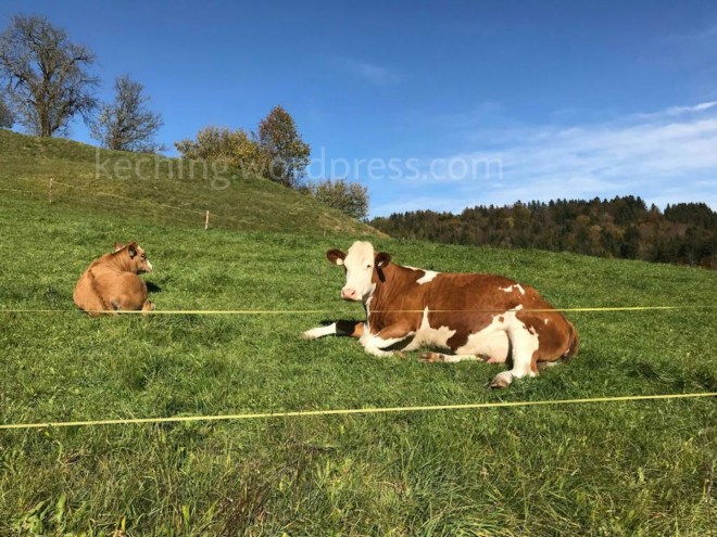 what to do in salzburg