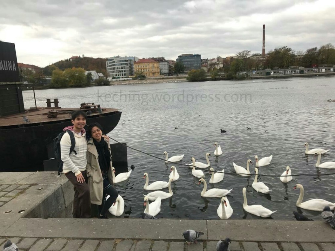prague swans