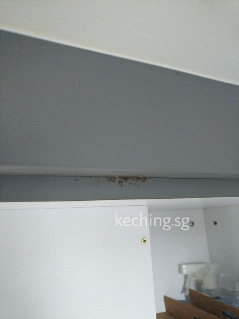ant infestation in kitchen cabinets
