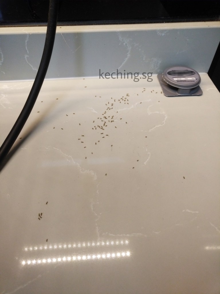 ant infestation in kitchen