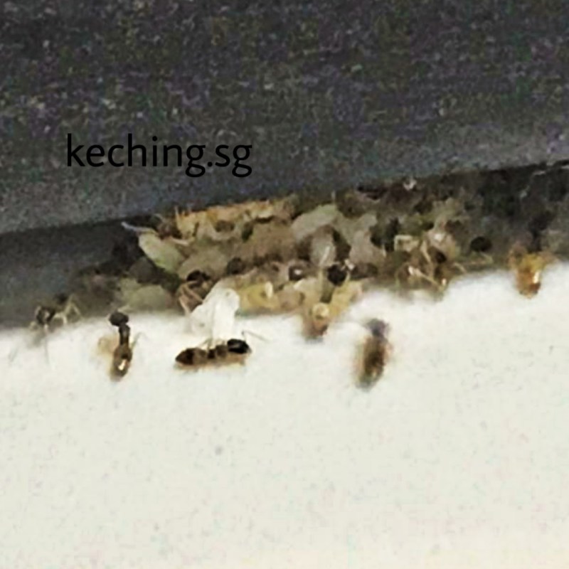 Ant infestation of my hdb flat over Christmas