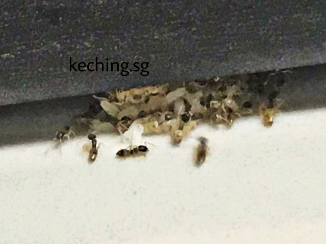 ant infestation in kitchen