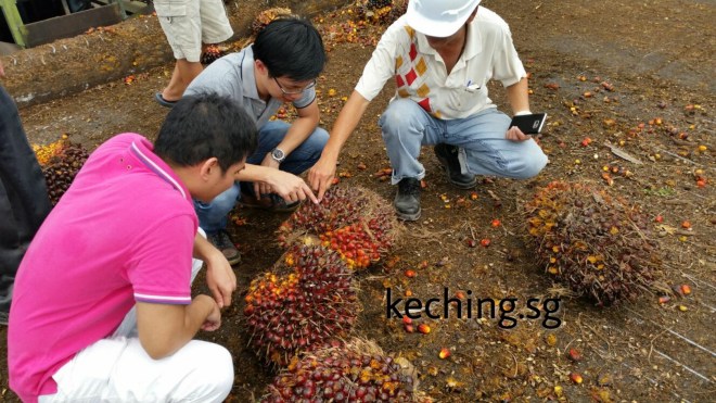 palm oil plantation in malaysia