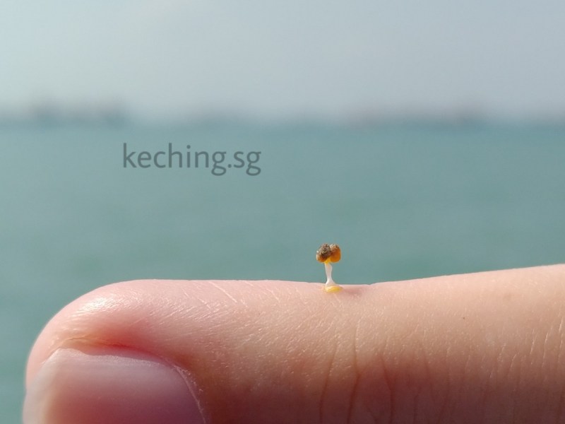 Starting a small business in Singapore